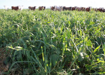 Porque usar consórcios forrageiros na segunda safra