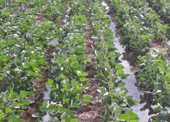 A inovação do sulco-camalhão em terras baixas do RS