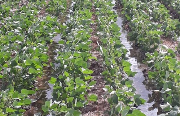 A inovação do sulco-camalhão em terras baixas do RS