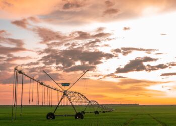 A bênção dos pivôs nos trigais do Cerrado