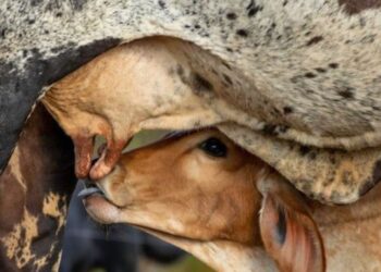 Especificidades da cria