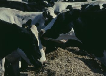 O desafio das ondas de calor 