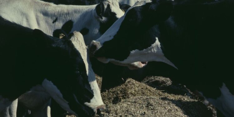 O desafio das ondas de calor 