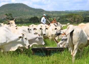 Qual o melhor cocho para sua fazenda?