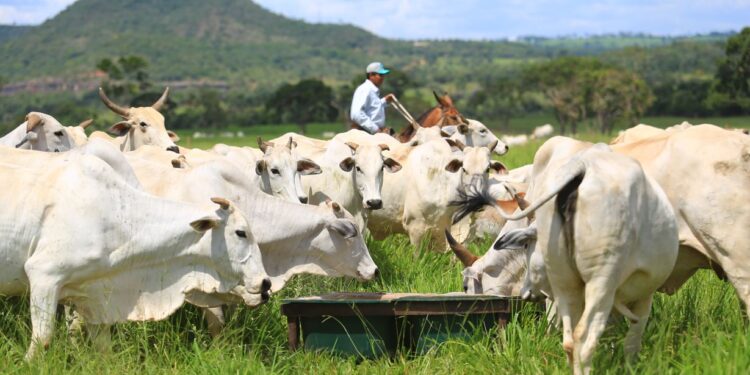 Qual o melhor cocho para sua fazenda?