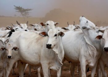 Escore para tamanho é ferramenta adicional de seleção