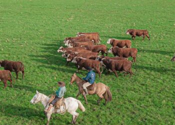 Hereford e Braford têm importante crescimento no cenário nacional 