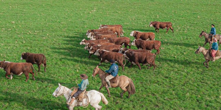 Hereford e Braford têm importante crescimento no cenário nacional 