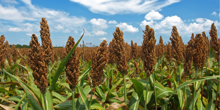 Brevant entende as demandas do produtor de sorgo