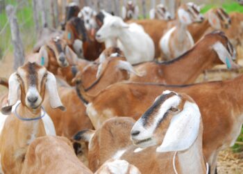 Pesquisa sugere plano de prevenção de doenças em caprinos leiteiros