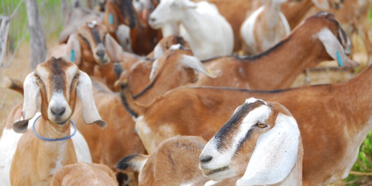 Pesquisa sugere plano de prevenção de doenças em caprinos leiteiros