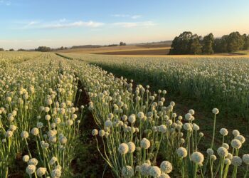 Campo de produção de sementes de cebola. A Isla possui 600 cultivares de uma centena de espécies