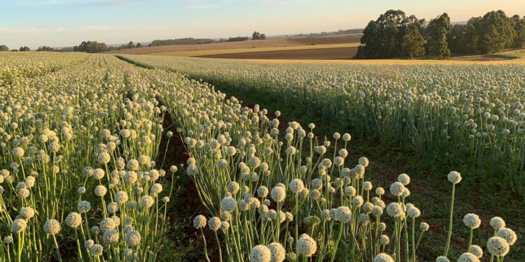 Campo de produção de sementes de cebola. A Isla possui 600 cultivares de uma centena de espécies