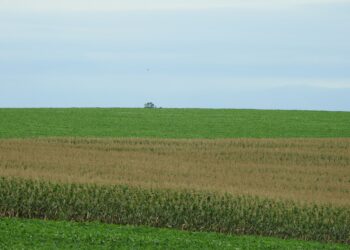 SOJA DE MÁXIMA PRODUTIVIDADE CESB: Do manejo na entressafra à diversificação do sistema produtivo.