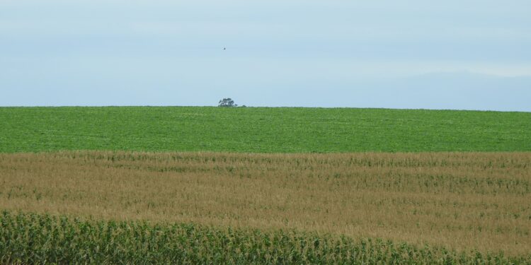 SOJA DE MÁXIMA PRODUTIVIDADE CESB: Do manejo na entressafra à diversificação do sistema produtivo.