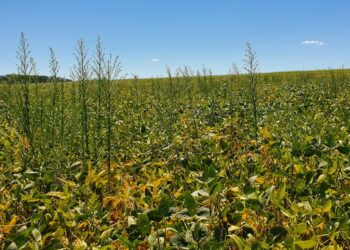 Resistência a herbicidas: só o (bom) manejo resolve