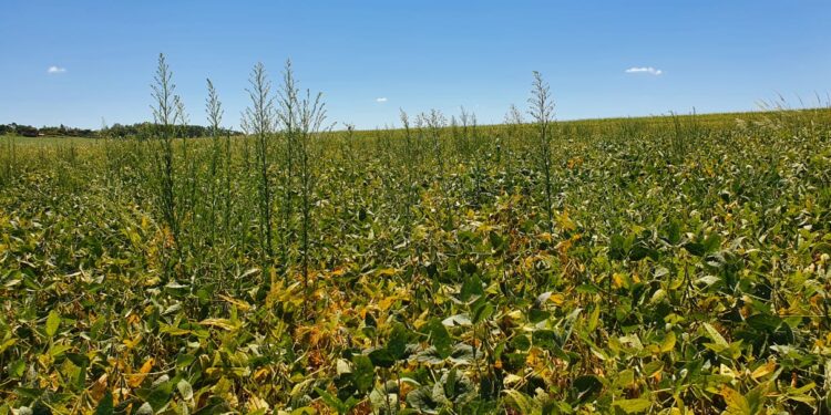 Resistência a herbicidas: só o (bom) manejo resolve