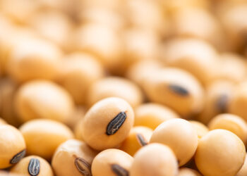 Sementes com novas normas