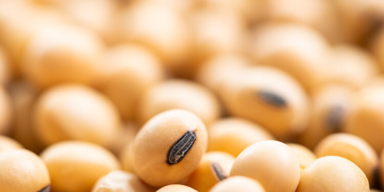 Sementes com novas normas