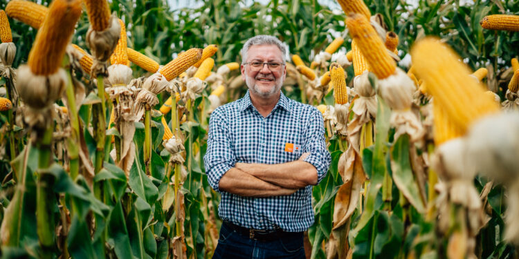 KWS Sementes faz cinco lançamentos no Show Rural Coopavel