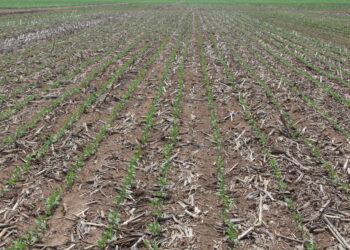 Quer um Solo Produtivo? Saiba como!