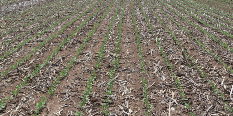 Quer um Solo Produtivo? Saiba como!