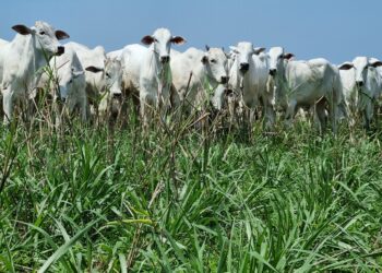 Solos: Integração lavoura-pecuária propaga qualidade