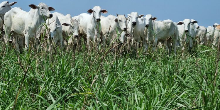 Solos: Integração lavoura-pecuária propaga qualidade