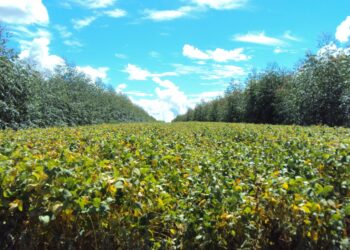 Solo Arenoso Veja como Aumentar a Sua Produtividade