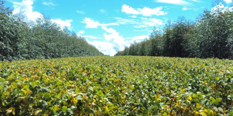 Solo Arenoso Veja como Aumentar a Sua Produtividade