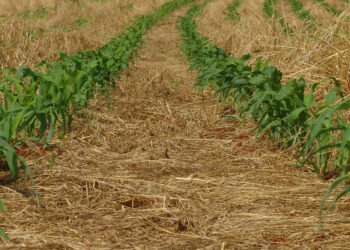 Solo com muita vida sempre: uma lei da natureza