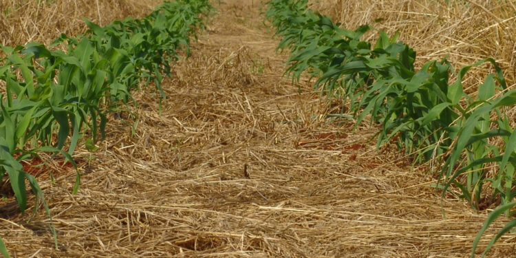 Solo com muita vida sempre: uma lei da natureza