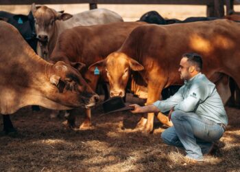 Montana com alta produtividade