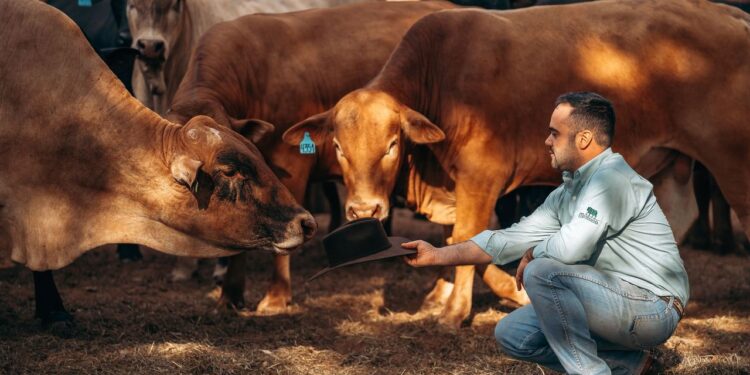 Montana com alta produtividade