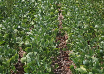 Estresse hídrico sob administração