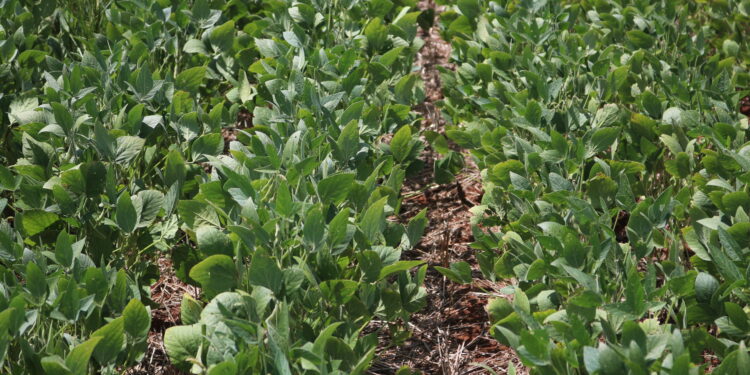 Estresse hídrico sob administração