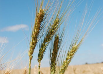 TRIGO: A SALVAÇÃO DA LAVOURA