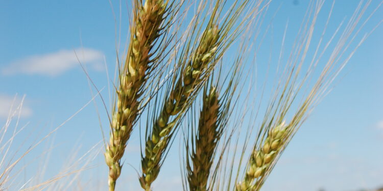 TRIGO: A SALVAÇÃO DA LAVOURA