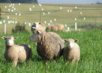 Perspectivas para o mercado paranaense de ovinos