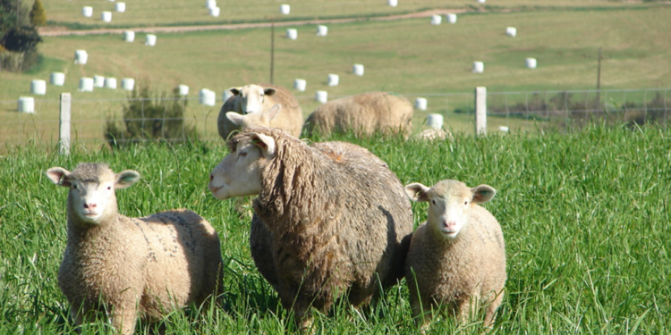 Perspectivas para o mercado paranaense de ovinos