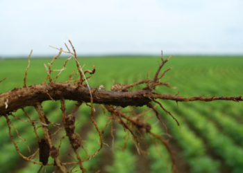 Nematoides? Enfrente-os (também) com trigo