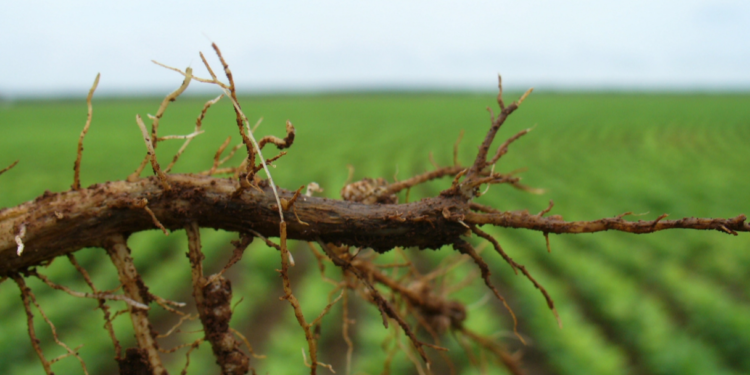 Nematoides? Enfrente-os (também) com trigo