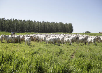 Seleção de touros:
