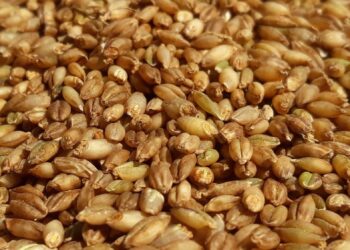 Cevada promete na alimentação animal