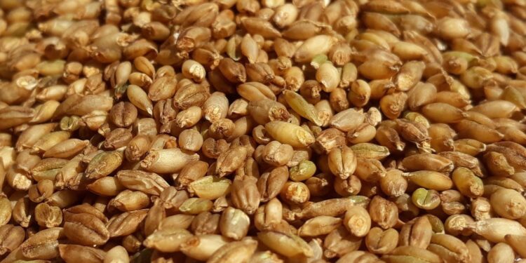 Cevada promete na alimentação animal