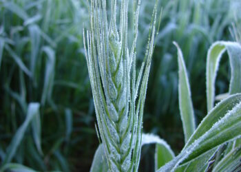 El Niño de volta aos trigais! O que fazer?
