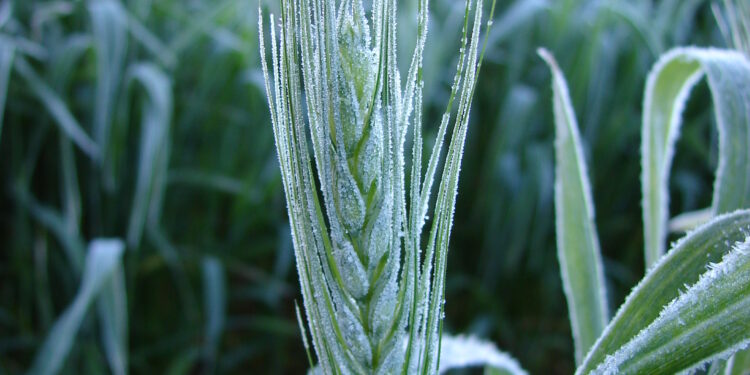 El Niño de volta aos trigais! O que fazer?