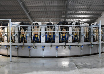 Manejo da ordenha impacta mastite 