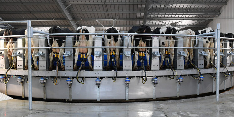 Manejo da ordenha impacta mastite