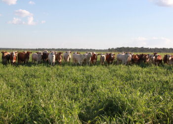 Migrar da pecuária solteira à integração com lavoura requer planejamento.